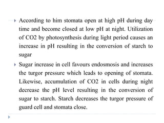  According to him stomata open at high pH during day
time and become closed at low pH at night. Utilization
of CO2 by photosynthesis during light period causes an
increase in pH resulting in the conversion of starch to
sugar
 Sugar increase in cell favours endosmosis and increases
the turgor pressure which leads to opening of stomata.
Likewise, accumulation of CO2 in cells during night
decrease the pH level resulting in the conversion of
sugar to starch. Starch decreases the turgor pressure of
guard cell and stomata close.
 