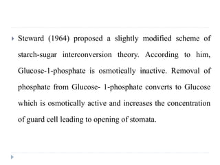  Steward (1964) proposed a slightly modified scheme of
starch-sugar interconversion theory. According to him,
Glucose-1-phosphate is osmotically inactive. Removal of
phosphate from Glucose- 1-phosphate converts to Glucose
which is osmotically active and increases the concentration
of guard cell leading to opening of stomata.
 