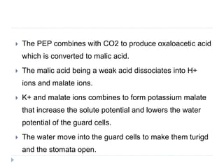  The PEP combines with CO2 to produce oxaloacetic acid
which is converted to malic acid.
 The malic acid being a weak acid dissociates into H+
ions and malate ions.
 K+ and malate ions combines to form potassium malate
that increase the solute potential and lowers the water
potential of the guard cells.
 The water move into the guard cells to make them turigd
and the stomata open.
 