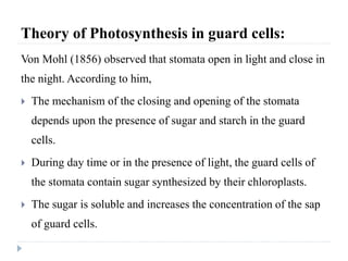 Theory of Photosynthesis in guard cells:
Von Mohl (1856) observed that stomata open in light and close in
the night. According to him,
 The mechanism of the closing and opening of the stomata
depends upon the presence of sugar and starch in the guard
cells.
 During day time or in the presence of light, the guard cells of
the stomata contain sugar synthesized by their chloroplasts.
 The sugar is soluble and increases the concentration of the sap
of guard cells.
 
