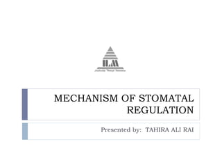 MECHANISM OF STOMATAL
REGULATION
Presented by: TAHIRA ALI RAI
 