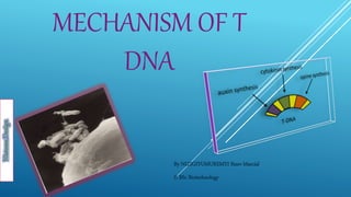 MECHANISM OF T
DNA
By NIZIGIYUMUREMYI Steev Marcial
II BSc Biotechnology
 