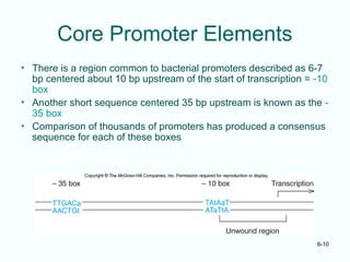Mechanism of transcription in bacteria.ppt