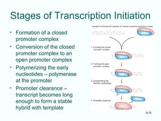 Mechanism of transcription in bacteria.ppt