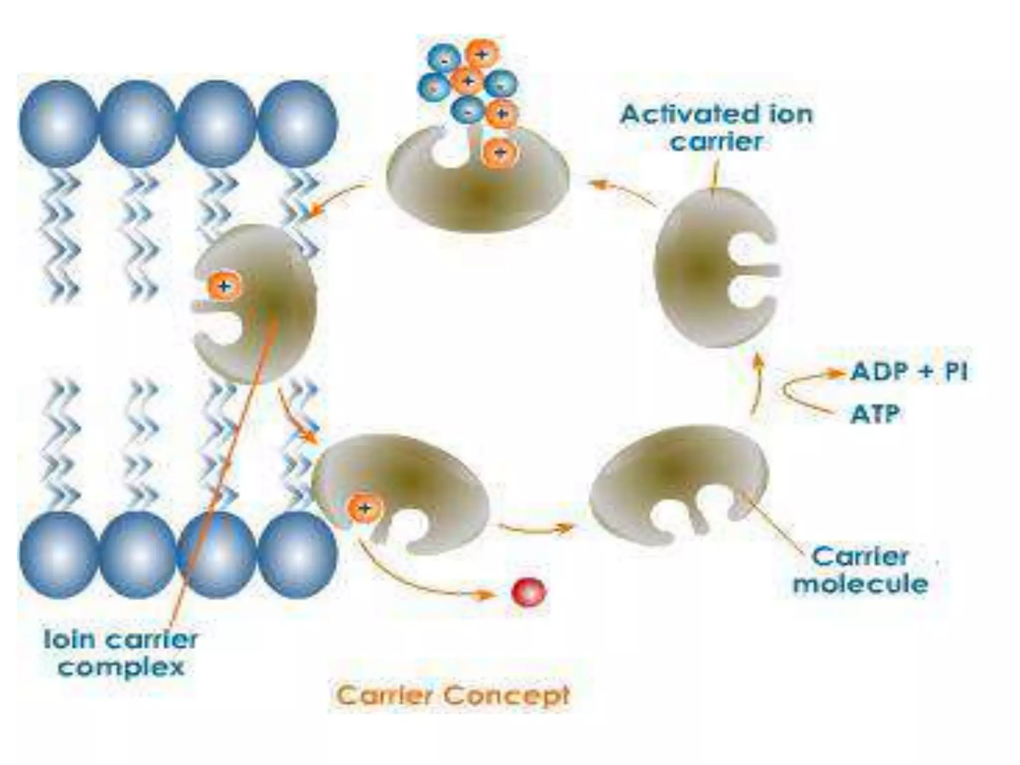 Mechanism of uptake and transport of nutrient ions in plants | PPTX