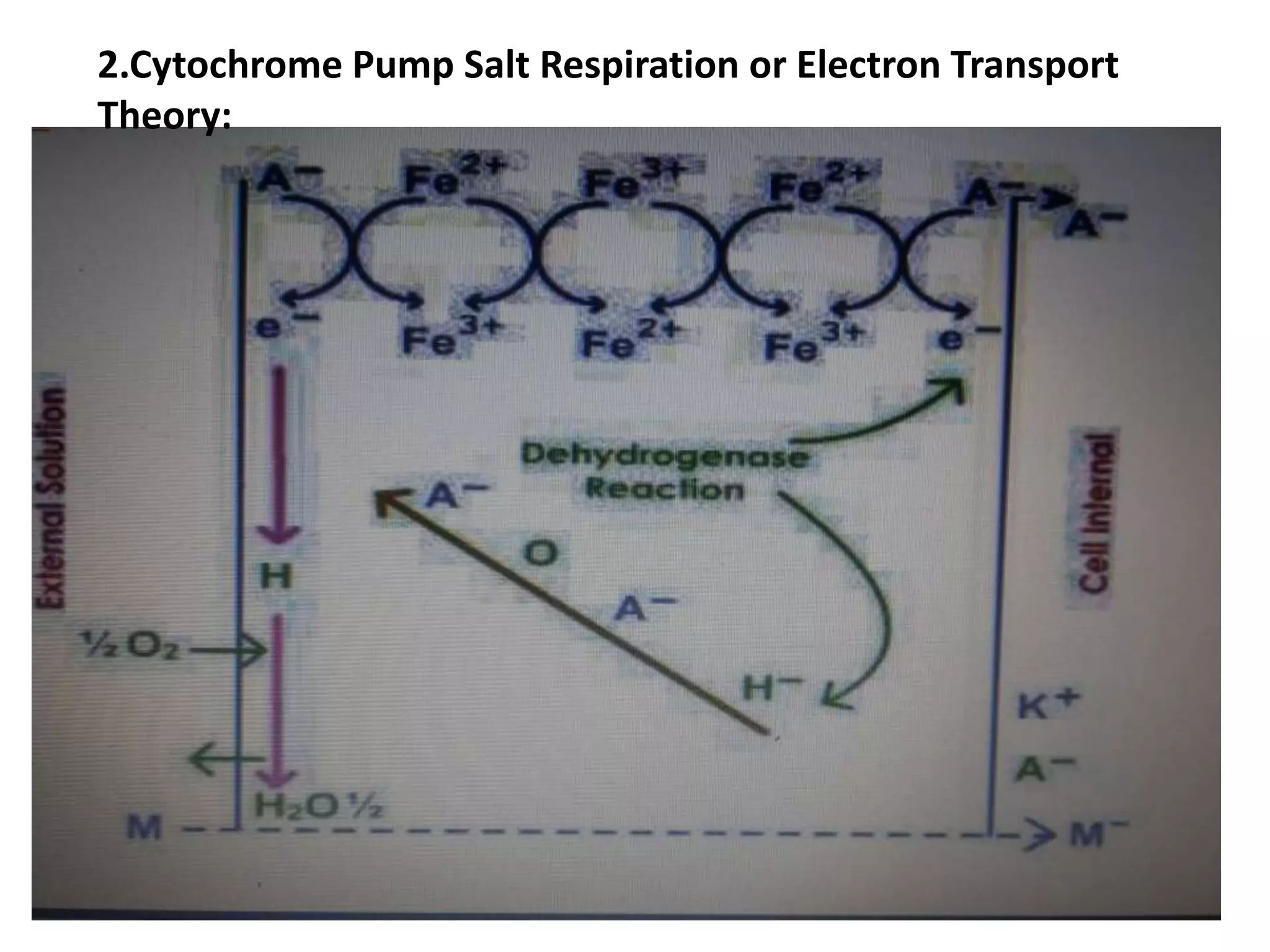 Mechanism of uptake and transport of nutrient ions in plants | PPTX