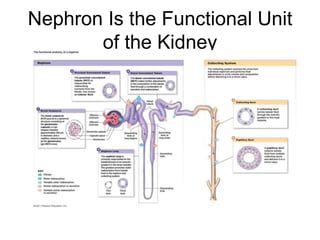 Mechanism of urine forming.ppt