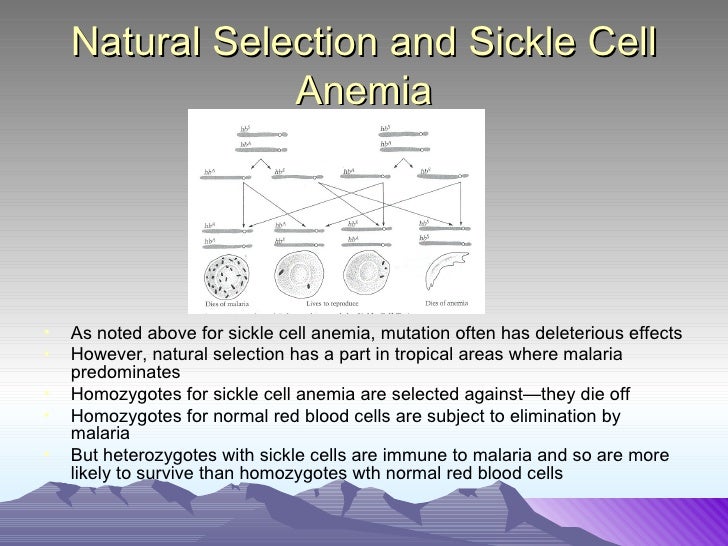 Malaria And Sickle Cell Anemia Natural Selection Malaria And Sickle Cell Anemia Natural Selection