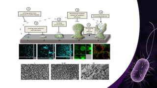 Mechanisms and Control Strategies of Antibiotic Resistance in.pdf