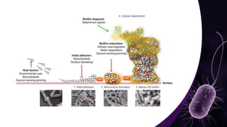 Mechanisms and Control Strategies of Antibiotic Resistance in.pdf