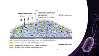 Mechanisms and Control Strategies of Antibiotic Resistance in.pdf