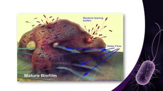 Mechanisms and Control Strategies of Antibiotic Resistance in.pdf