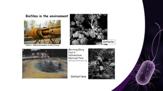 Mechanisms and Control Strategies of Antibiotic Resistance in.pdf