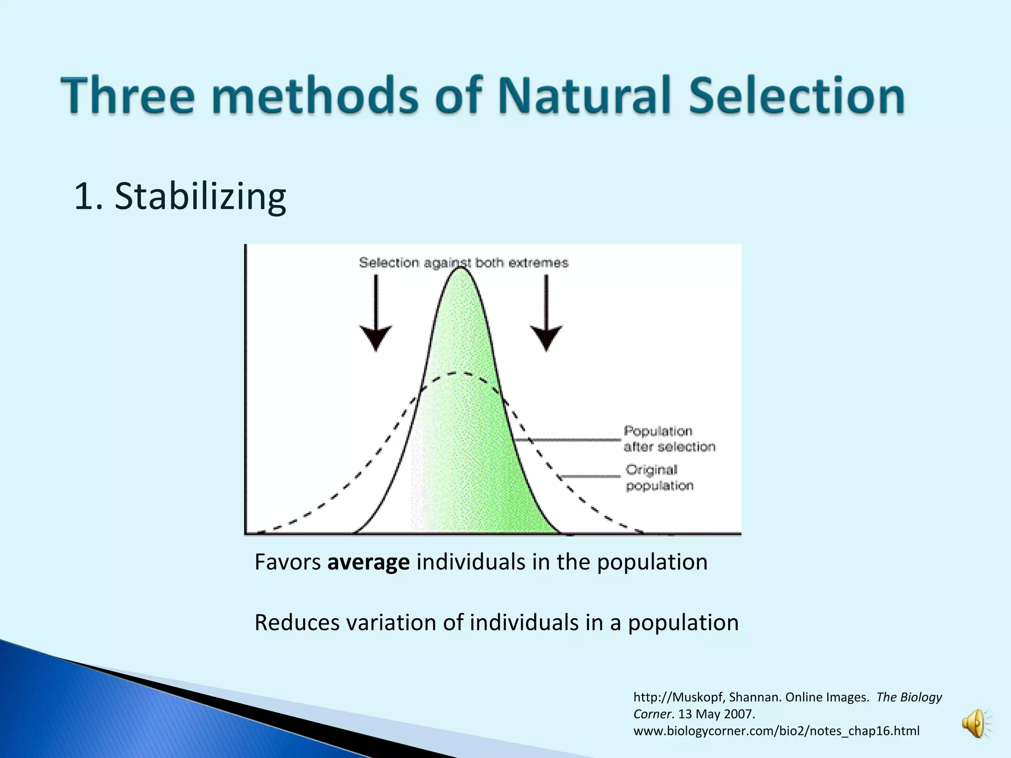 1. Stabilizing Favors  average  individuals in the population Reduces variation of individuals in a population http://Muskopf, Shannan. Online Images.  The Biology Corner . 13 May 2007.  www.biologycorner.com/bio2/notes_chap16.html 