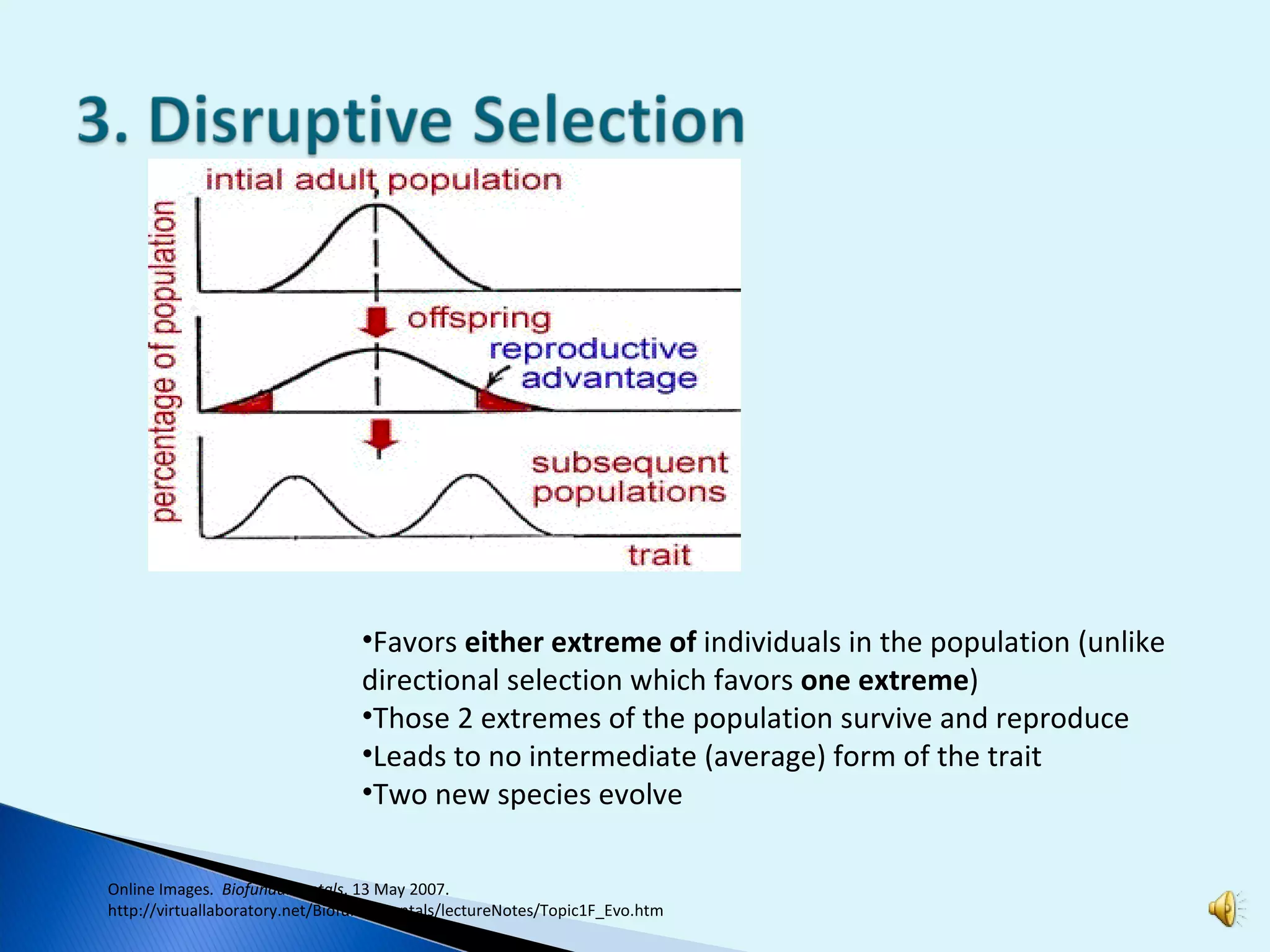 Favors  either extreme of  individuals in the population (unlike directional selection which favors  one extreme ) Those 2 extremes of the population survive and reproduce Leads to no intermediate (average) form of the trait  Two new species evolve Online Images.  Biofundamentals . 13 May 2007.  http://virtuallaboratory.net/Biofundamentals/lectureNotes/Topic1F_Evo.htm 