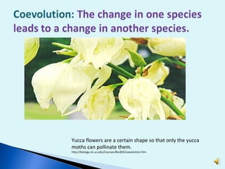 Yucca flowers are a certain shape so that only the yucca moths can pollinate them.  http://biology.clc.uc.edu/Courses/Bio303/coevolution.htm 