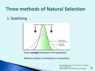 1. Stabilizing Favors  average  individuals in the population Reduces variation of individuals in a population http://Muskopf, Shannan. Online Images.  The Biology Corner . 13 May 2007.  www.biologycorner.com/bio2/notes_chap16.html 
