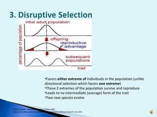 Favors  either extreme of  individuals in the population (unlike directional selection which favors  one extreme ) Those 2 extremes of the population survive and reproduce Leads to no intermediate (average) form of the trait  Two new species evolve Online Images.  Biofundamentals . 13 May 2007.  http://virtuallaboratory.net/Biofundamentals/lectureNotes/Topic1F_Evo.htm 