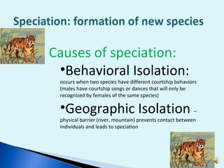 Causes of speciation: Behavioral Isolation:  occurs when two species have different courtship behaviors (males have courtship songs or dances that will only be recognized by females of the same species) Geographic Isolation  – physical barrier (river, mountain) prevents contact between individuals and leads to speciation 