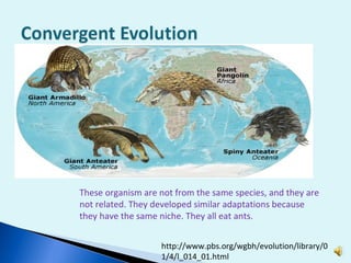 These organism are not from the same species, and they are not related. They developed similar adaptations because they have the same niche. They all eat ants.  http://www.pbs.org/wgbh/evolution/library/01/4/l_014_01.html 