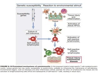 Mechanisms of autoimmunity | PPTX