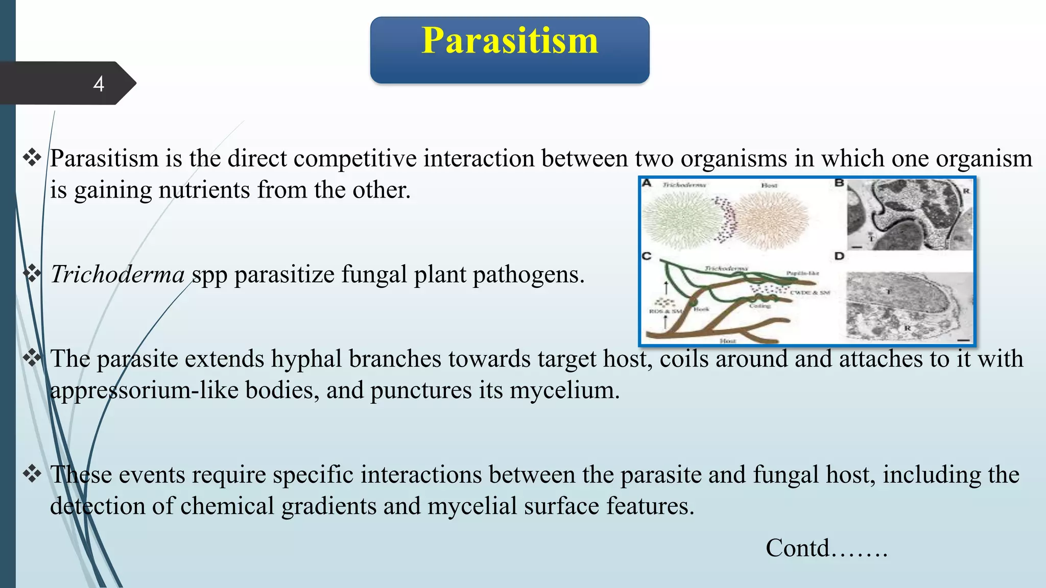 ❖ Parasitism is the direct competitive interaction between two organisms in which one organism
is gaining nutrients from the other.
❖ Trichoderma spp parasitize fungal plant pathogens.
❖ The parasite extends hyphal branches towards target host, coils around and attaches to it with
appressorium-like bodies, and punctures its mycelium.
❖ These events require specific interactions between the parasite and fungal host, including the
detection of chemical gradients and mycelial surface features.
Contd…….
4
Parasitism
 