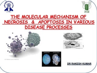 Mechanisms of cell death | PPT