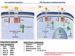 Mechanisms of cell death | PPT
