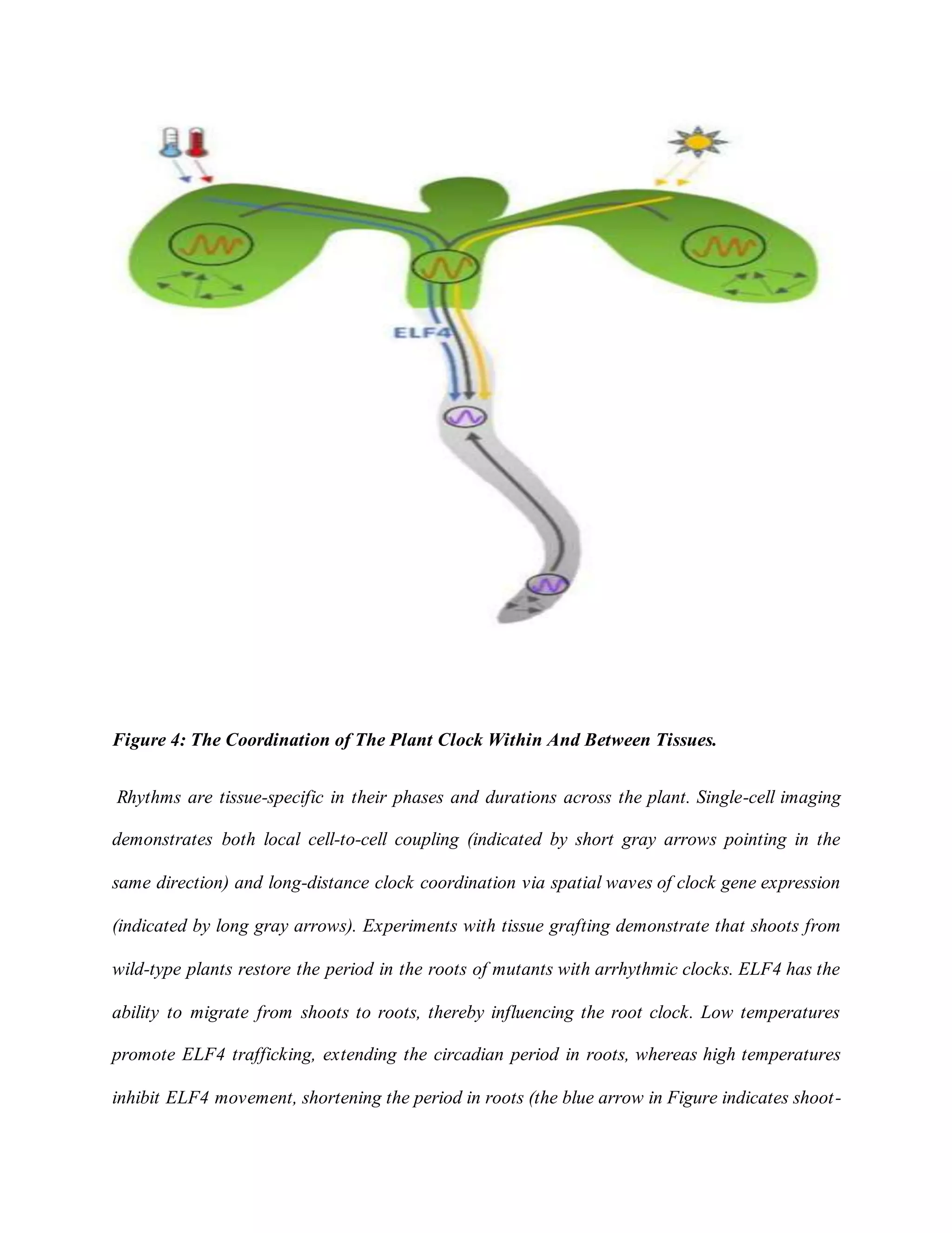 Mechanisms of circadian rhythm regulation in plants literature review ...