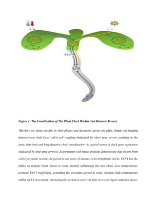 Mechanisms of circadian rhythm regulation in plants literature review ...