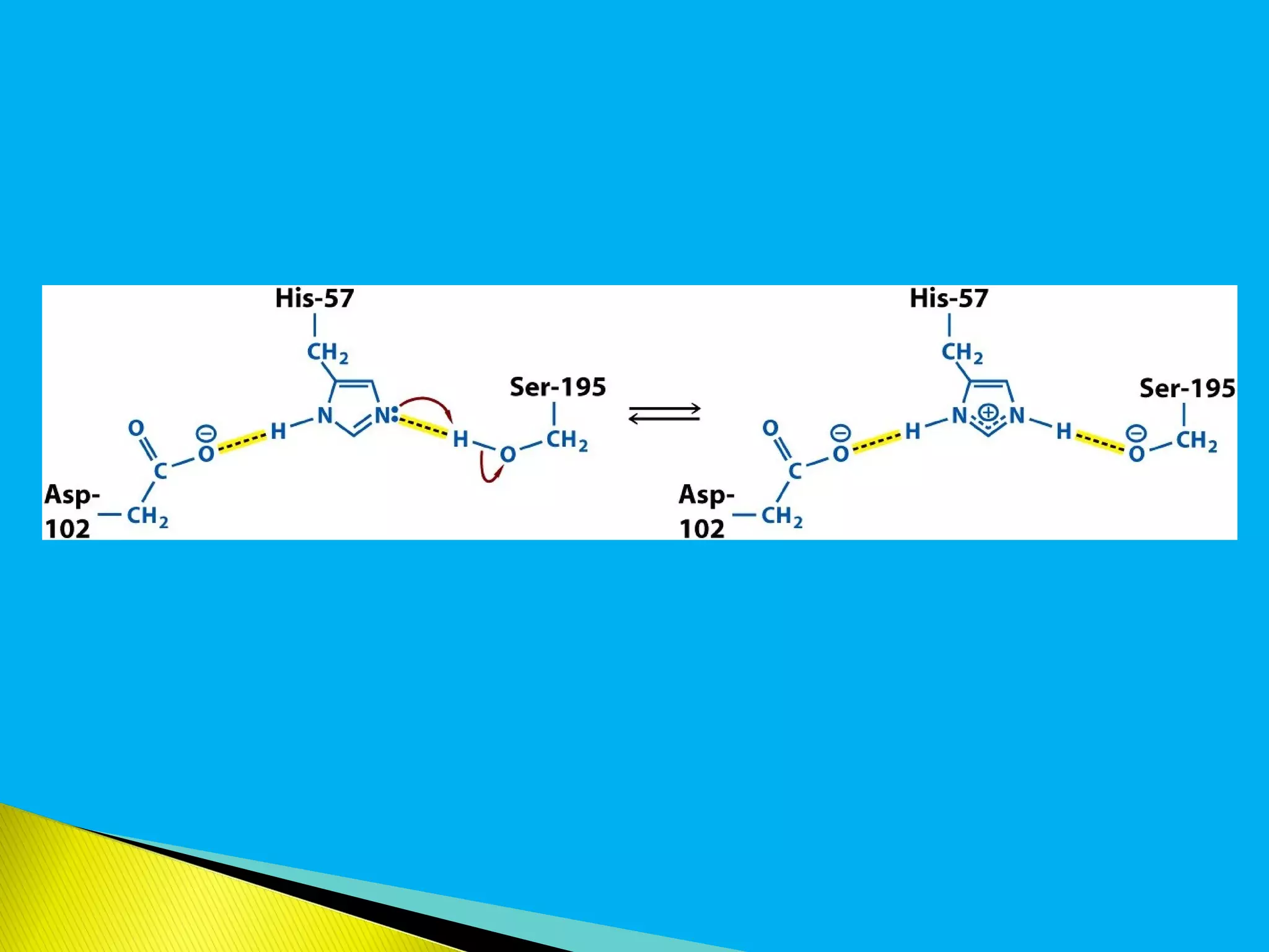 Mechanisms of enzyme action | PPT