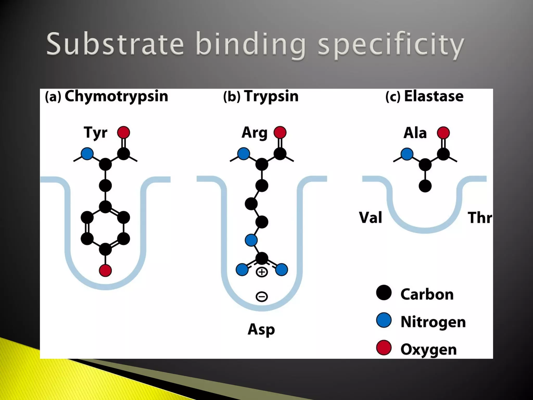 Mechanisms of enzyme action | PPT