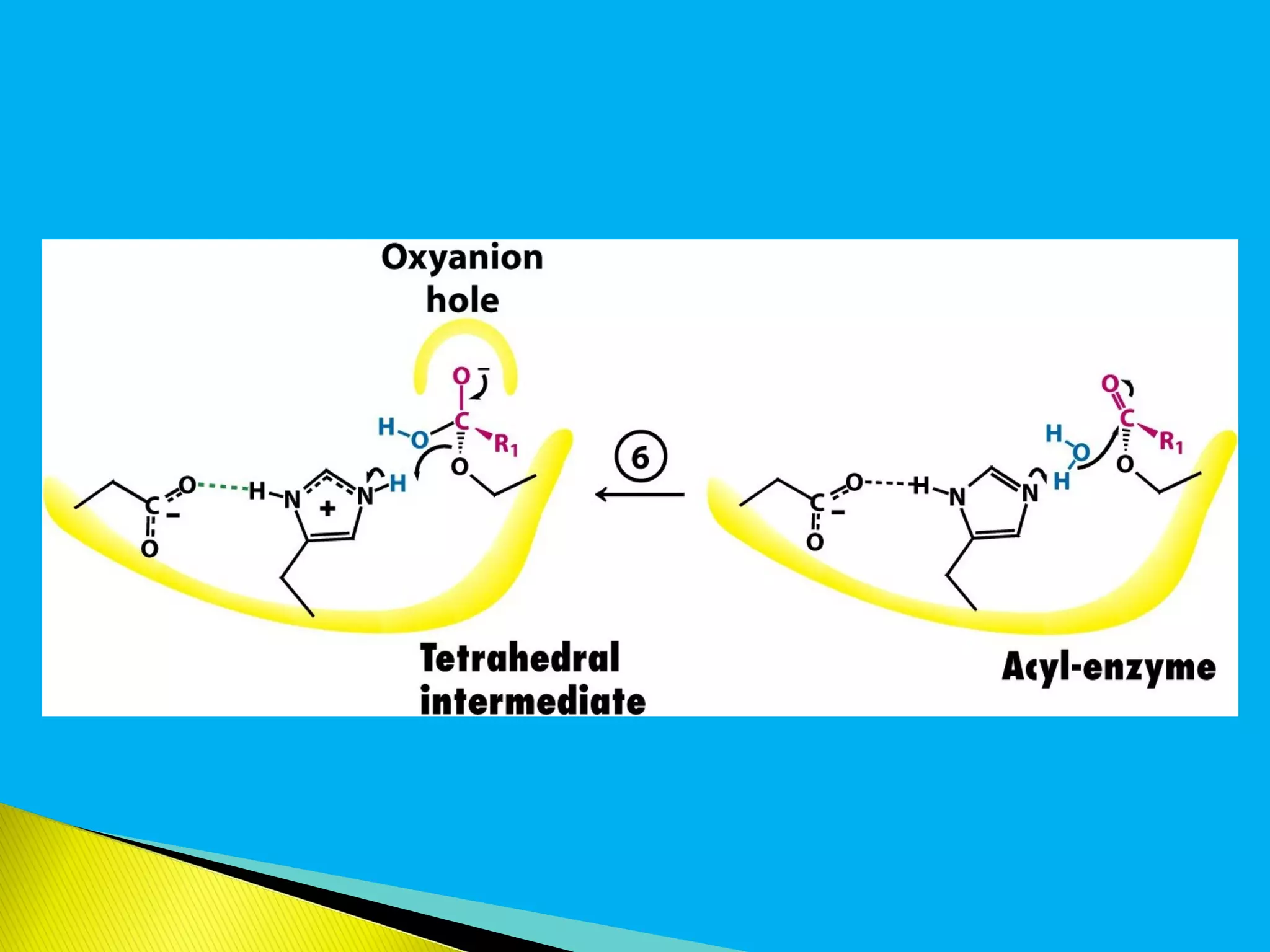 Mechanisms of enzyme action | PPT