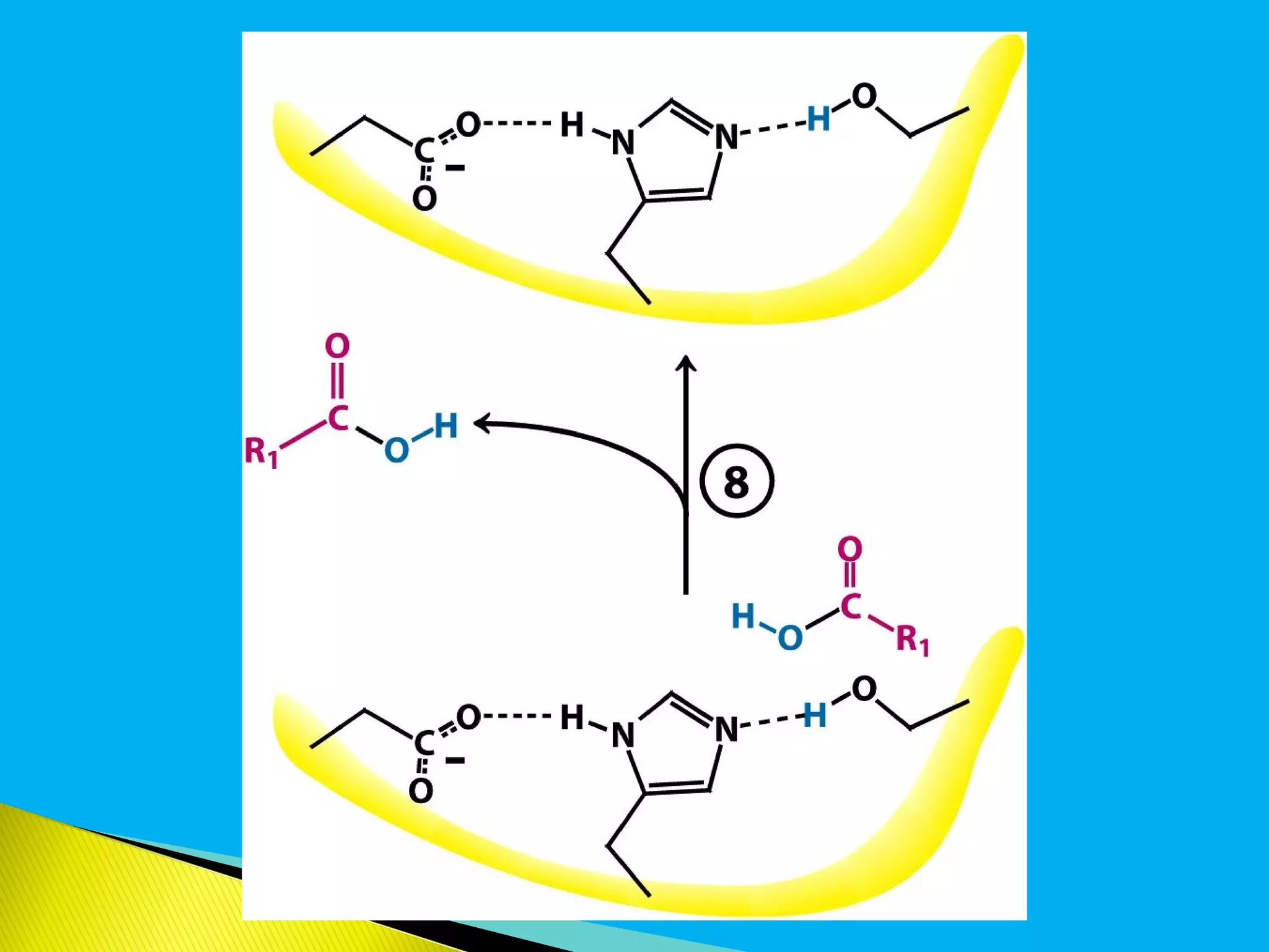 Mechanisms of enzyme action | PPT