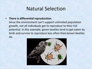 Mechanisms of evolution | PPTX