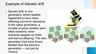 Example of Genetic drift
• Genetic drift: In one
generation, brown beetles
happened to have many
offspring survive to reproduce.
In the same generation, a
number of green beetles were
killed randomly when
someone stepped on them
and had no offspring. The next
generation had more brown
beetles than the previous
generation — but just by
chance.
 