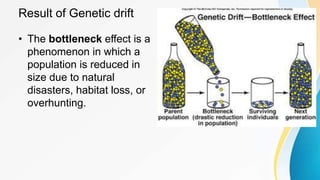Result of Genetic drift
• The bottleneck effect is a
phenomenon in which a
population is reduced in
size due to natural
disasters, habitat loss, or
overhunting.
 