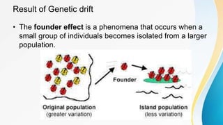 Result of Genetic drift
• The founder effect is a phenomena that occurs when a
small group of individuals becomes isolated from a larger
population.
 