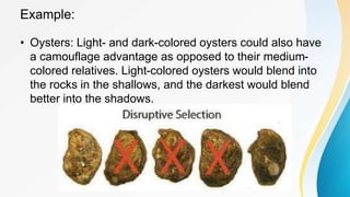 Example:
• Oysters: Light- and dark-colored oysters could also have
a camouflage advantage as opposed to their medium-
colored relatives. Light-colored oysters would blend into
the rocks in the shallows, and the darkest would blend
better into the shadows.
 