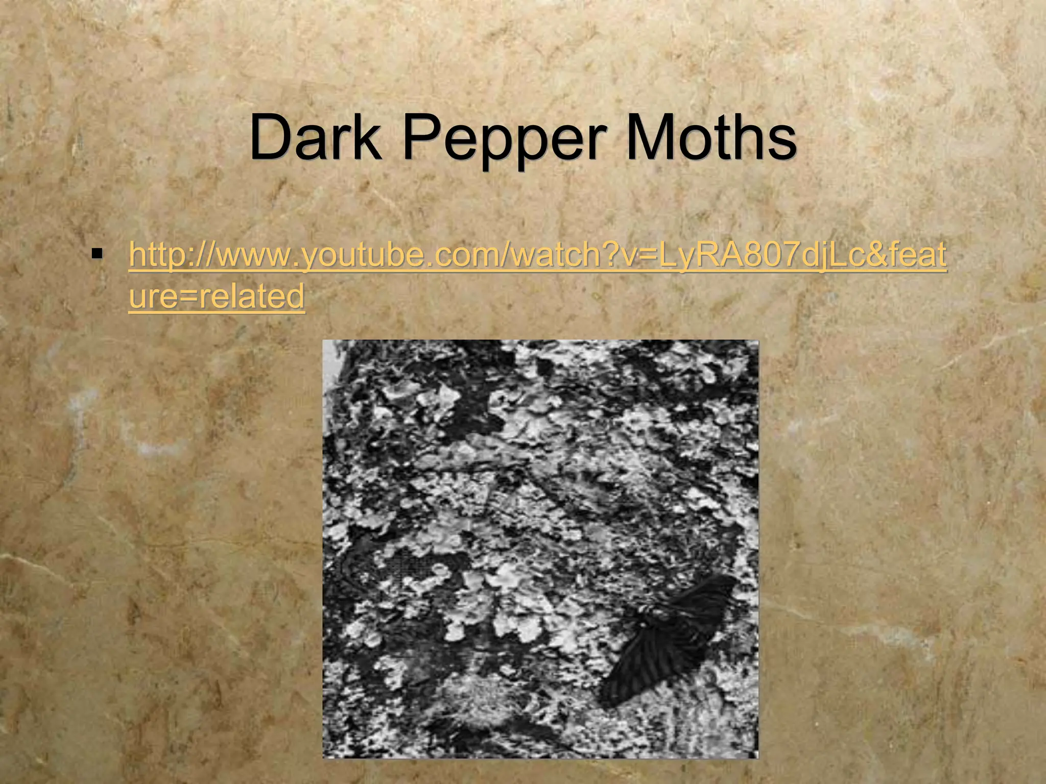 Dark Pepper Moths
 http://www.youtube.com/watch?v=LyRA807djLc&feat
ure=related
 