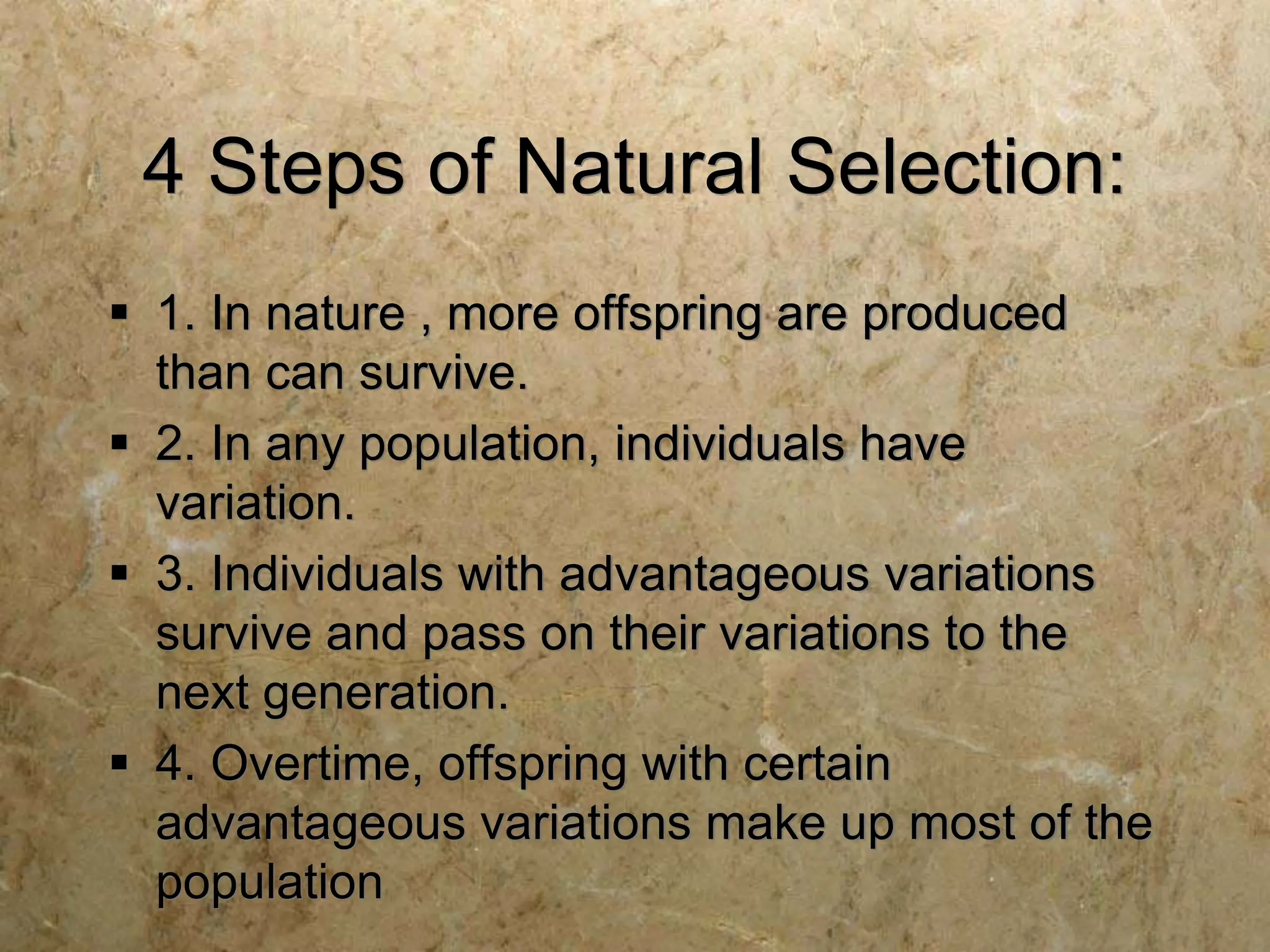 4 Steps of Natural Selection:
 1. In nature , more offspring are produced
than can survive.
 2. In any population, individuals have
variation.
 3. Individuals with advantageous variations
survive and pass on their variations to the
next generation.
 4. Overtime, offspring with certain
advantageous variations make up most of the
population
 