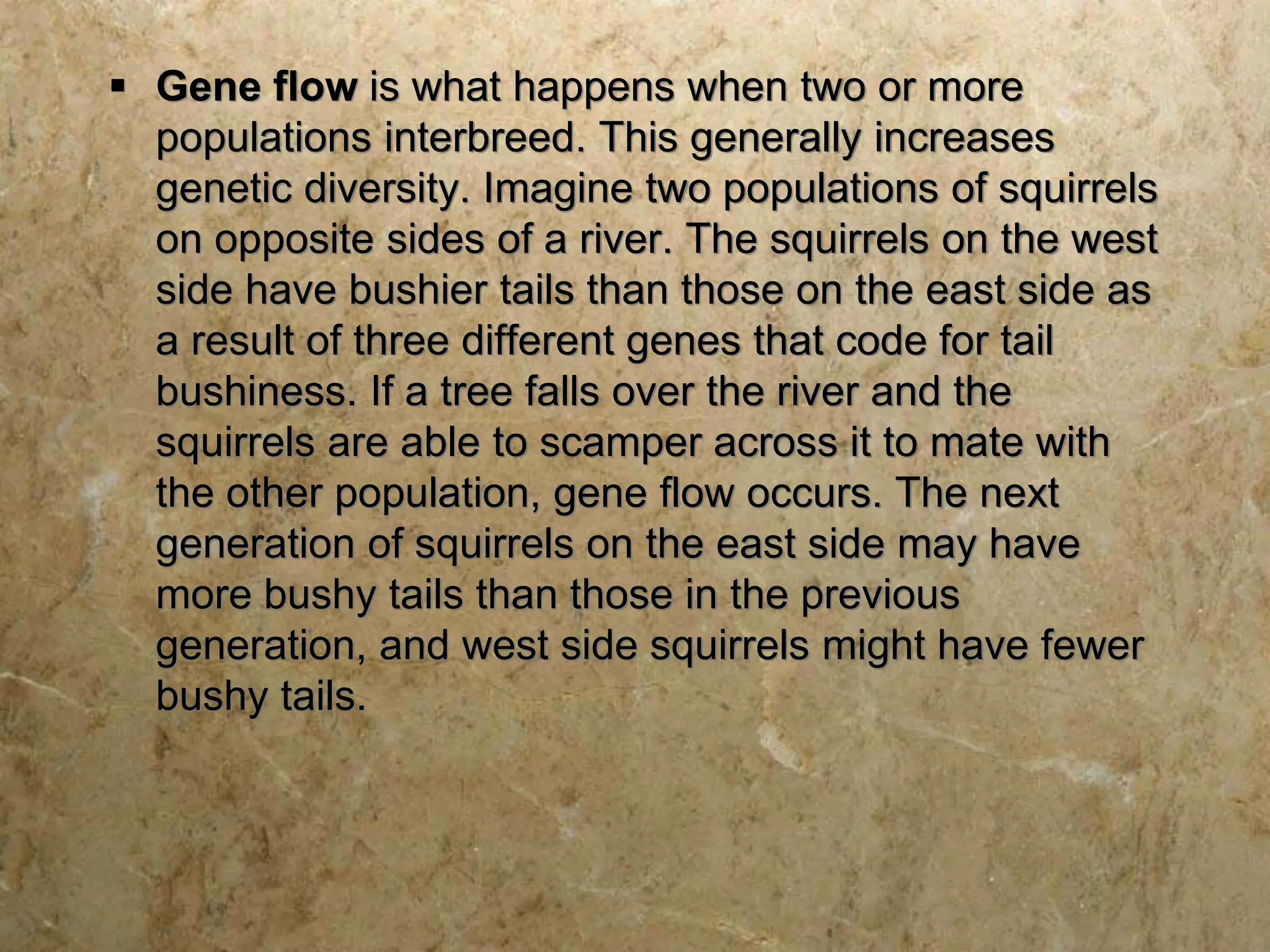  Gene flow is what happens when two or more
populations interbreed. This generally increases
genetic diversity. Imagine two populations of squirrels
on opposite sides of a river. The squirrels on the west
side have bushier tails than those on the east side as
a result of three different genes that code for tail
bushiness. If a tree falls over the river and the
squirrels are able to scamper across it to mate with
the other population, gene flow occurs. The next
generation of squirrels on the east side may have
more bushy tails than those in the previous
generation, and west side squirrels might have fewer
bushy tails.
 