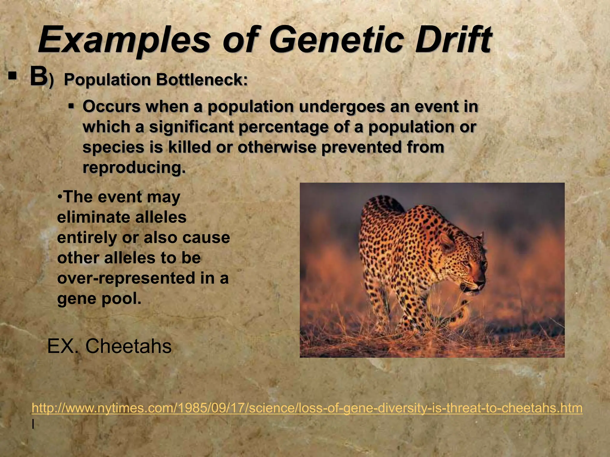 Examples of Genetic Drift
 B) Population Bottleneck:
 Occurs when a population undergoes an event in
which a significant percentage of a population or
species is killed or otherwise prevented from
reproducing.
•The event may
eliminate alleles
entirely or also cause
other alleles to be
over-represented in a
gene pool.
EX. Cheetahs
http://www.nytimes.com/1985/09/17/science/loss-of-gene-diversity-is-threat-to-cheetahs.htm
l
 