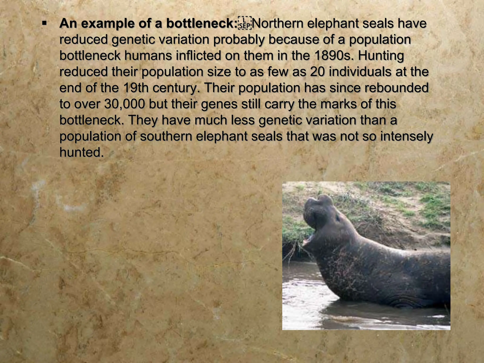  An example of a bottleneck: Northern elephant seals have
reduced genetic variation probably because of a population
bottleneck humans inflicted on them in the 1890s. Hunting
reduced their population size to as few as 20 individuals at the
end of the 19th century. Their population has since rebounded
to over 30,000 but their genes still carry the marks of this
bottleneck. They have much less genetic variation than a
population of southern elephant seals that was not so intensely
hunted.
 