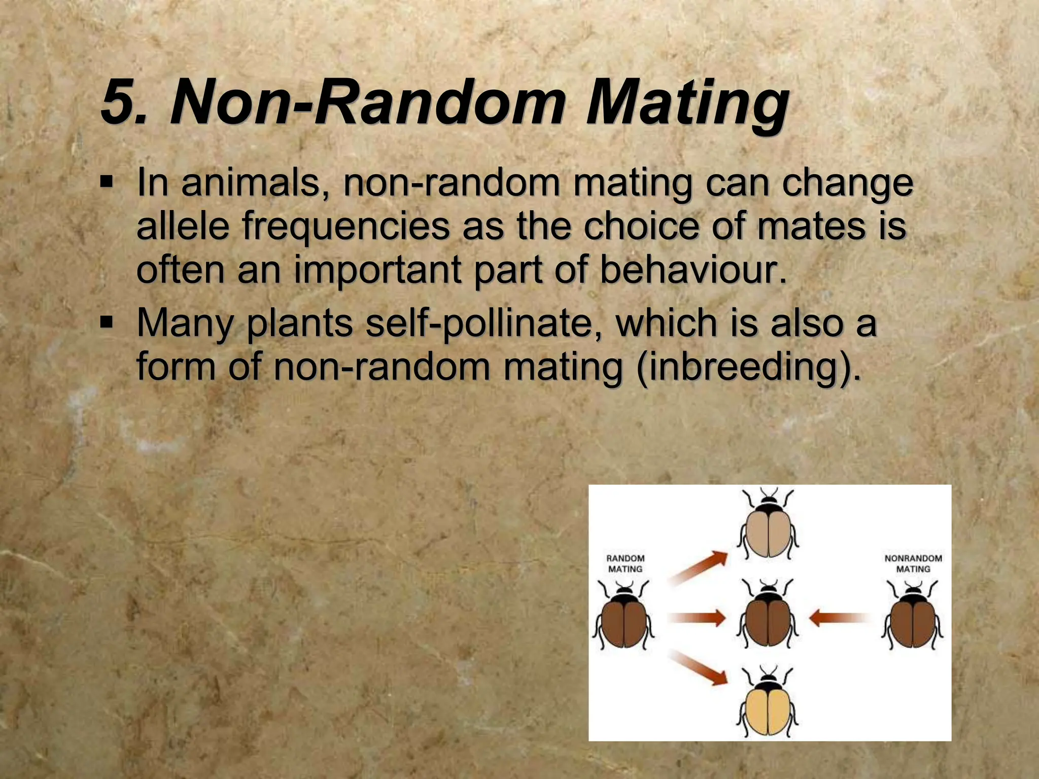 5. Non-Random Mating
 In animals, non-random mating can change
allele frequencies as the choice of mates is
often an important part of behaviour.
 Many plants self-pollinate, which is also a
form of non-random mating (inbreeding).
 