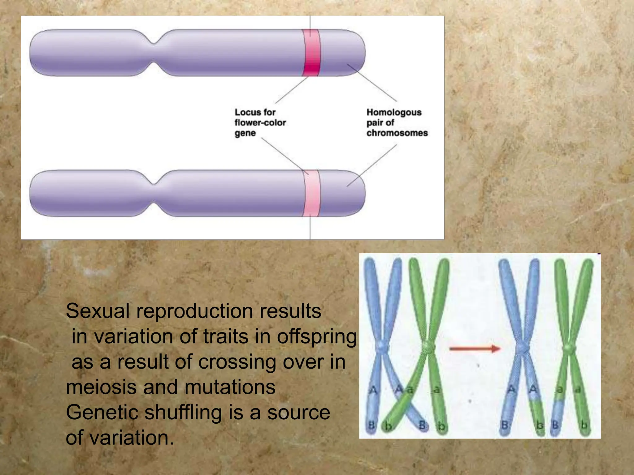 Sexual reproduction results
in variation of traits in offspring
as a result of crossing over in
meiosis and mutations
Genetic shuffling is a source
of variation.
 