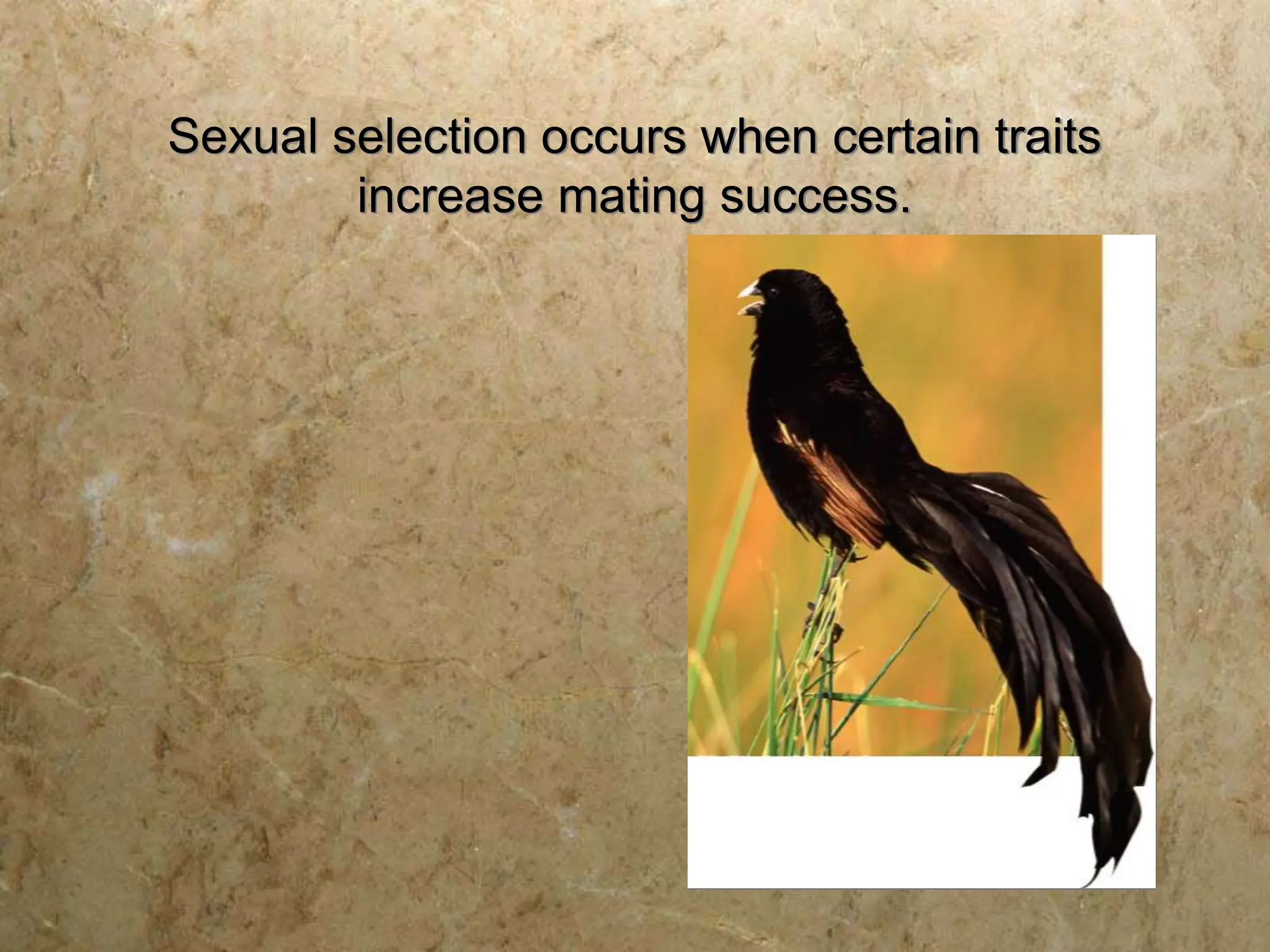 Sexual selection occurs when certain traits
increase mating success.
 