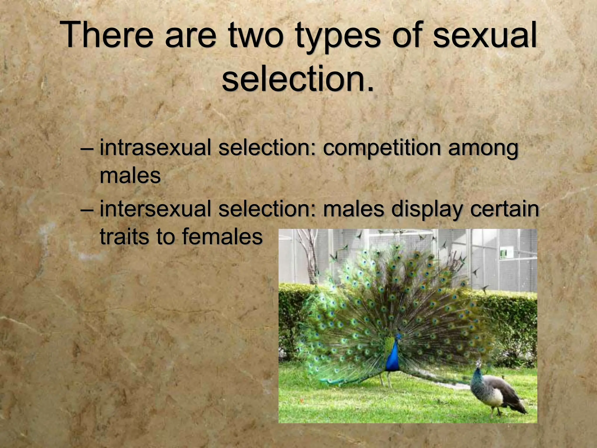 There are two types of sexual
selection.
– intrasexual selection: competition among
males
– intersexual selection: males display certain
traits to females
 