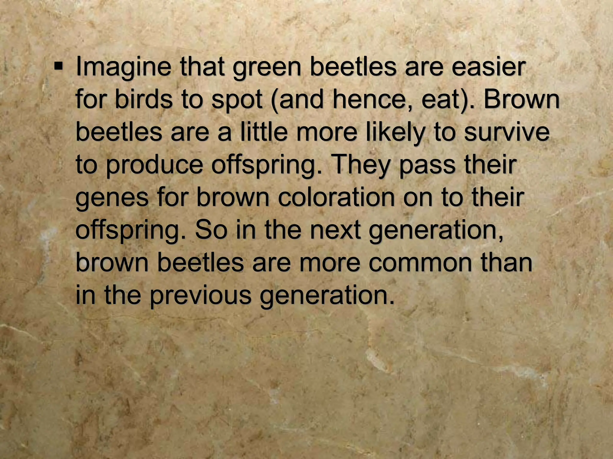  Imagine that green beetles are easier
for birds to spot (and hence, eat). Brown
beetles are a little more likely to survive
to produce offspring. They pass their
genes for brown coloration on to their
offspring. So in the next generation,
brown beetles are more common than
in the previous generation.
 