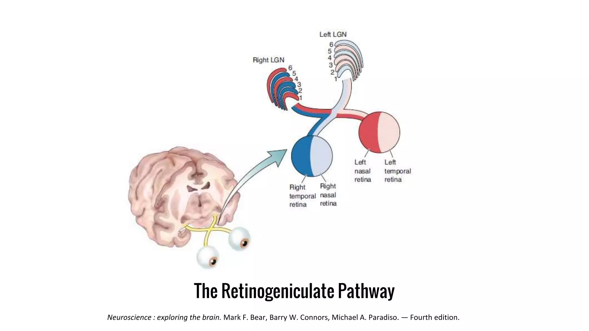 The Retinogeniculate Pathway
Neuroscience : exploring the brain. Mark F. Bear, Barry W. Connors, Michael A. Paradiso. — Fourth edition.
 